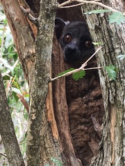 Lepilemur hubbardorum