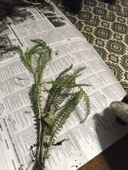 Achillea millefolium