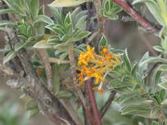 Lasiosiphon meisnerianus