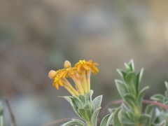 Lasiosiphon meisnerianus