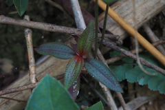Melastoma sanguineum