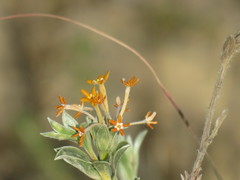 Lasiosiphon meisnerianus