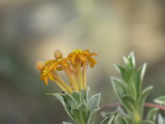 Lasiosiphon meisnerianus