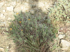 Lasiosiphon meisnerianus