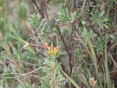 Lasiosiphon meisnerianus