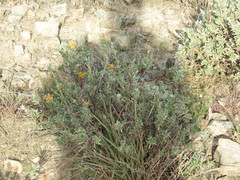 Lasiosiphon meisnerianus