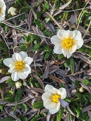 Dryas ajanensis