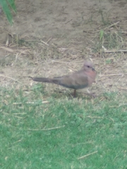 Streptopelia senegalensis