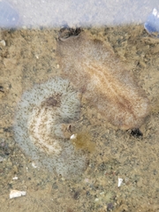 Stylochoidea