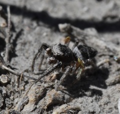 Habronattus cuspidatus