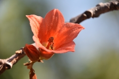 Brachychiton