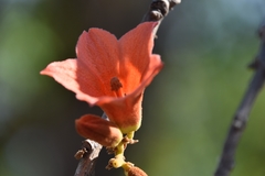 Brachychiton