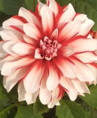 Dahlia pinnata