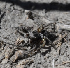 Habronattus cuspidatus