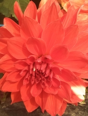 Dahlia pinnata