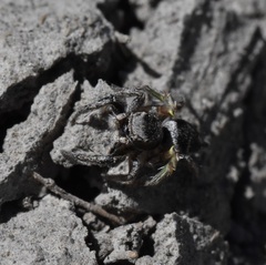 Habronattus cuspidatus