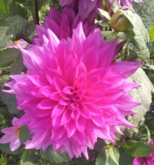 Dahlia pinnata