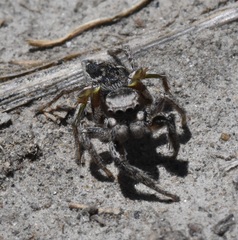 Habronattus cuspidatus