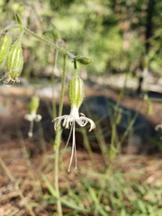 Silene lemmonii