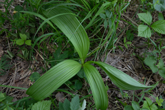 Veratrum lobelianum