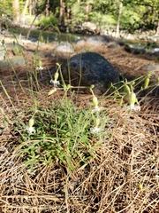 Silene lemmonii