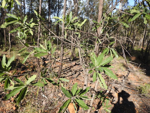 Image of Xylomelum salicinum by (c) Greg Tasney, some rights reserved (CC BY-SA)