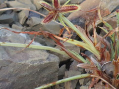 Cyperus rubicundus