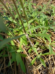 Silene lemmonii