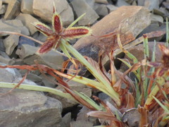 Cyperus rubicundus