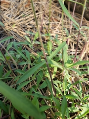 Silene lemmonii