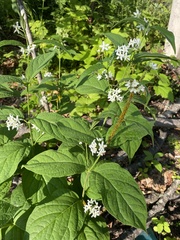 Vincetoxicum ascyrifolium