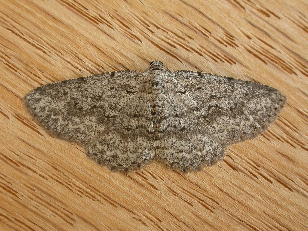 Psilosticha