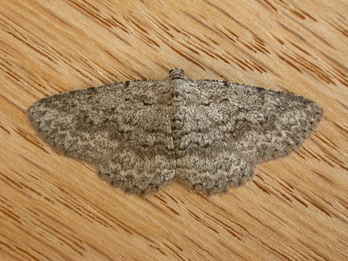 Psilosticha absorpta (Walker, 1860)