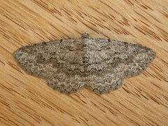 Psilosticha absorpta