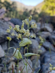 Streptanthus diversifolius