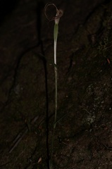 Pterostylis decurva