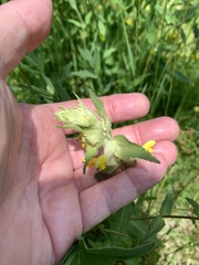Rhinanthus alectorolophus