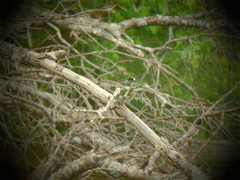 Leucorrhinia intacta