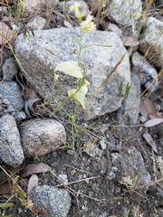 Streptanthus diversifolius