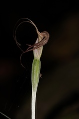 Pterostylis decurva