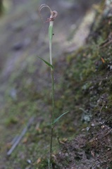 Pterostylis decurva