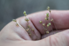 Linum trigynum