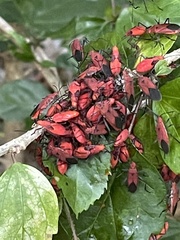 Boisea coimbatorensis