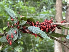 Boisea coimbatorensis