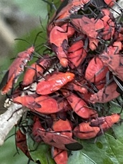 Boisea coimbatorensis