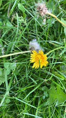 Taraxacum officinale