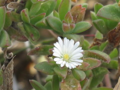Delosperma ecklonis