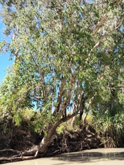 Melaleuca argentea