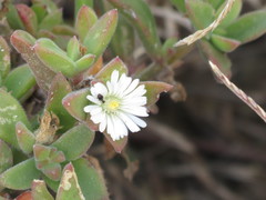 Delosperma ecklonis