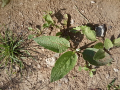 Symphytum caucasicum